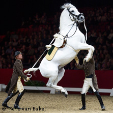 Galavorf&uuml;hrung der Spanischen Hofreitschule Wien