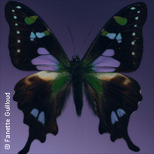 Maria und die Fledermaus