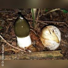 SEMINAR &bdquo;PILZE IM RAUM GRAZ&ldquo;